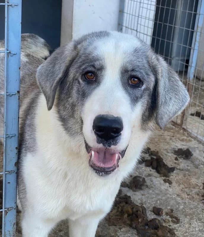 Ryat, male Mixed Breed for adoption at Tierheimhelden — photo 6 of 27