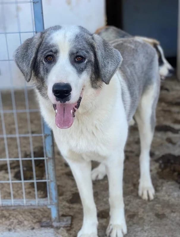 Ryat, male Mixed Breed for adoption at Tierheimhelden — photo 7 of 27