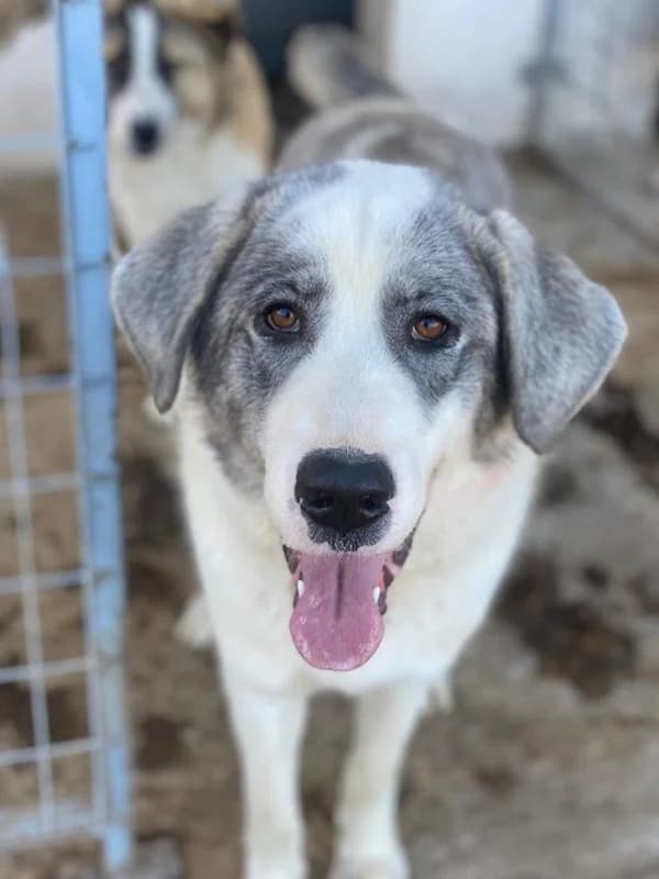 Ryat, male Mixed Breed for adoption at Tierheimhelden — photo 8 of 27