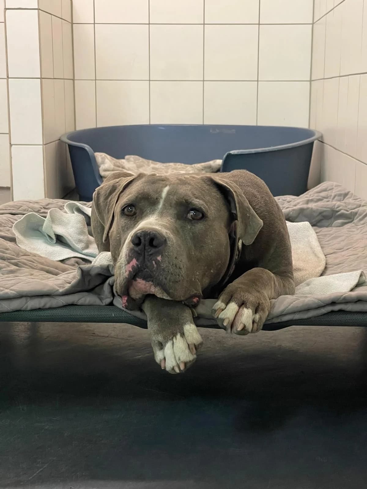 Titania, female American Staffordshire Terrier for adoption at Tierheimhelden