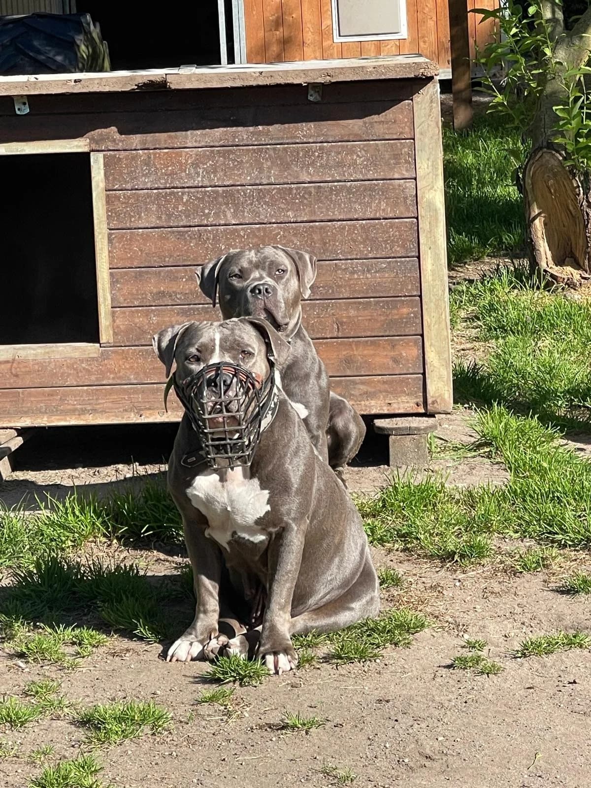 Titania, female American Staffordshire Terrier for adoption at Tierheimhelden — photo 2 of 4