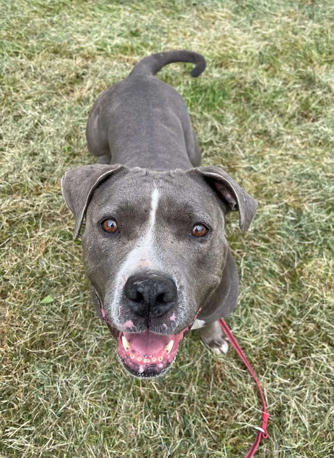 Titania, female American Staffordshire Terrier for adoption at Tierheimhelden — photo 3 of 4