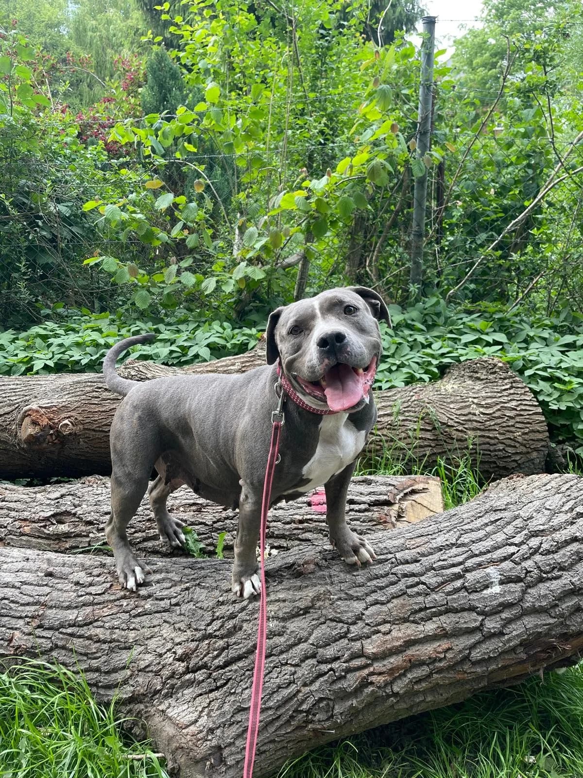 Titania, female American Staffordshire Terrier for adoption at Tierheimhelden — photo 4 of 4