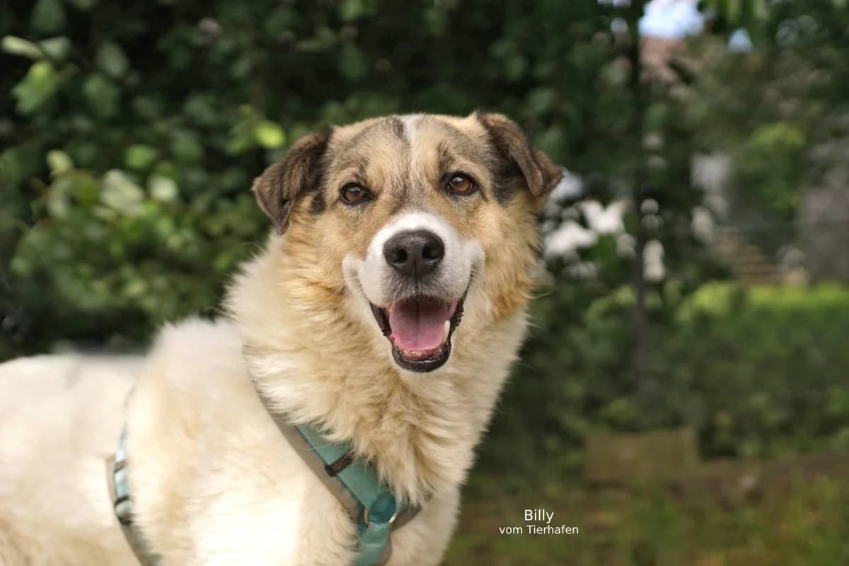 Billy, male Mixed Breed for adoption at Tierheimhelden