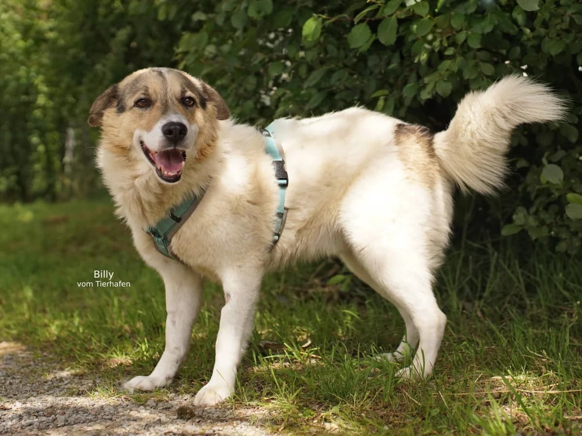 Billy, male Mixed Breed for adoption at Tierheimhelden — photo 2 of 4