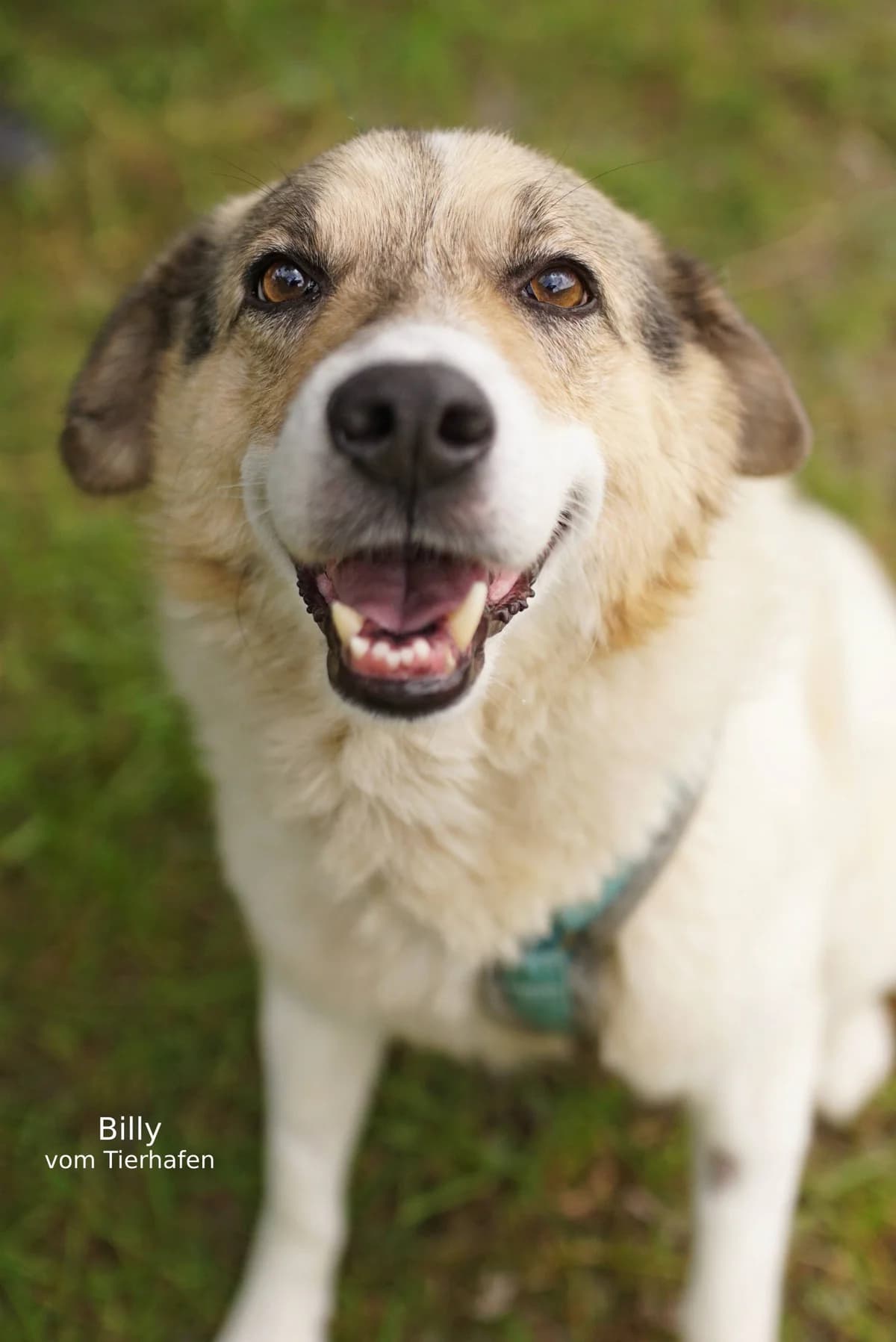 Billy, male Mixed Breed for adoption at Tierheimhelden — photo 3 of 4