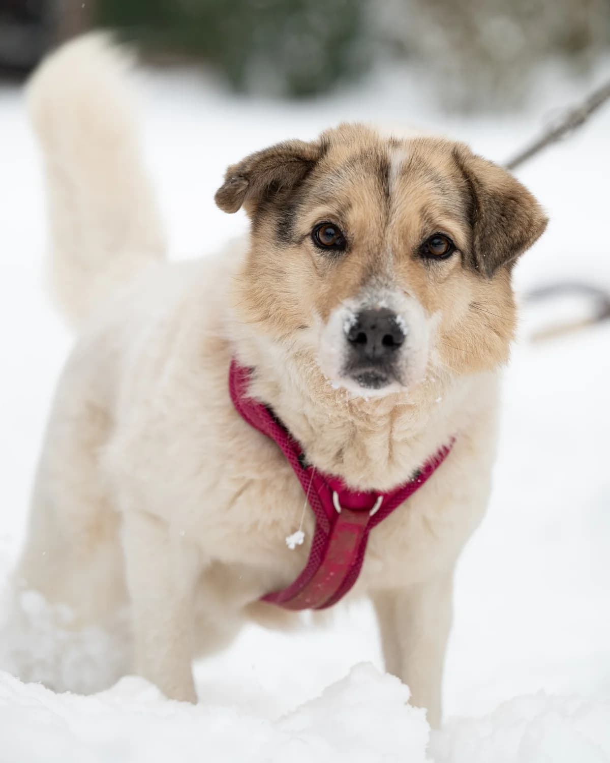 Billy, male Mixed Breed for adoption at Tierheimhelden — photo 4 of 4