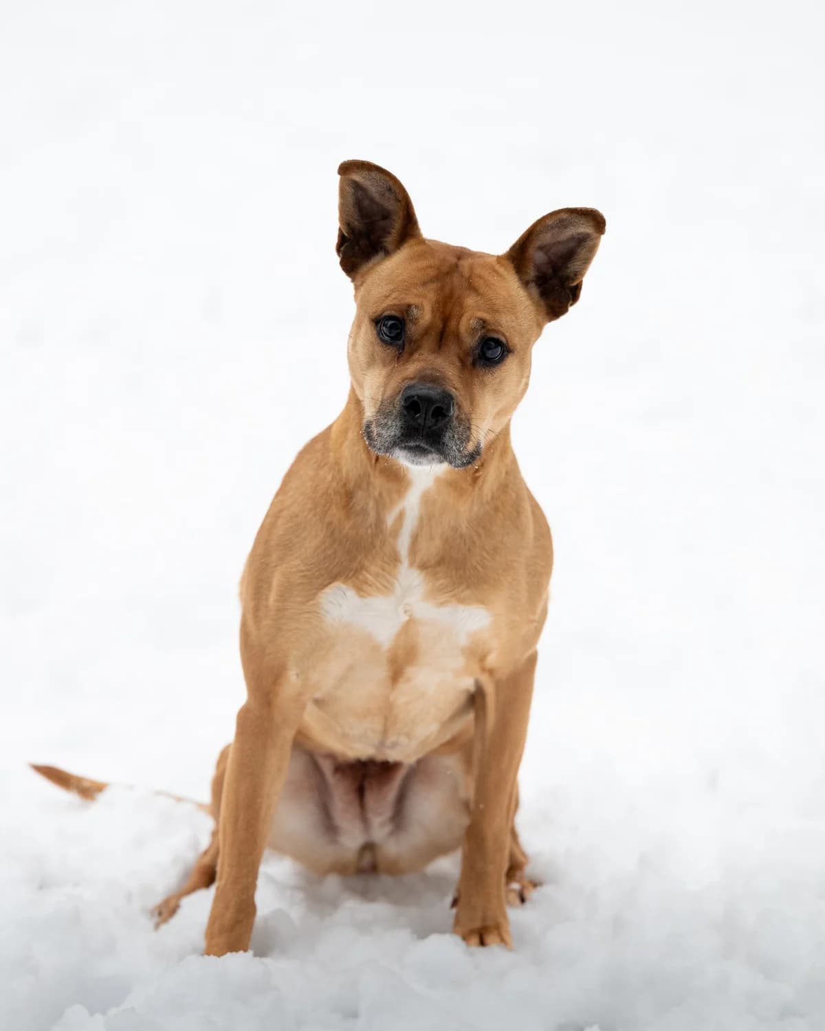 Cuki, female Mixed Breed for adoption at Tierheimhelden
