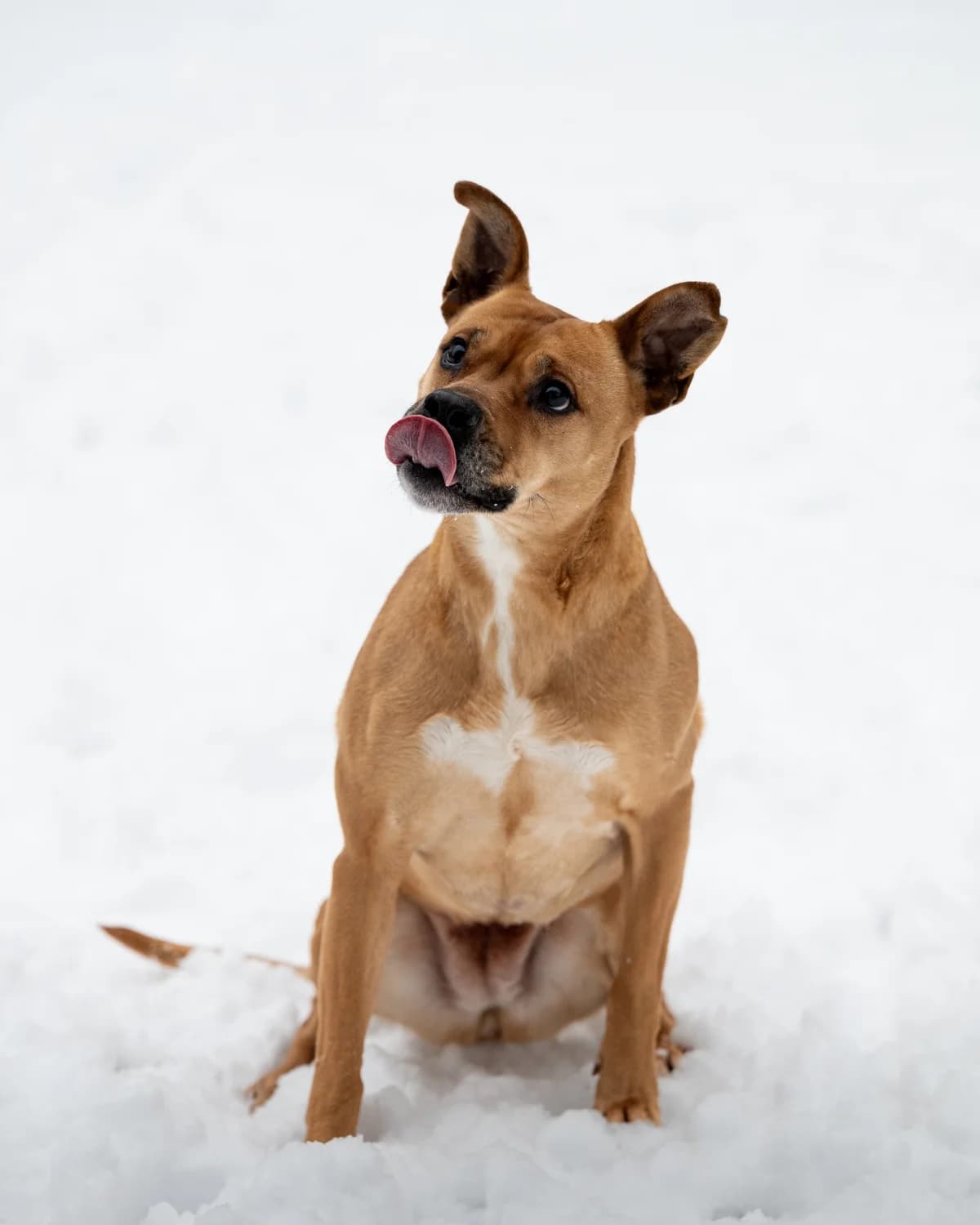 Cuki, female Mixed Breed for adoption at Tierheimhelden — photo 2 of 7
