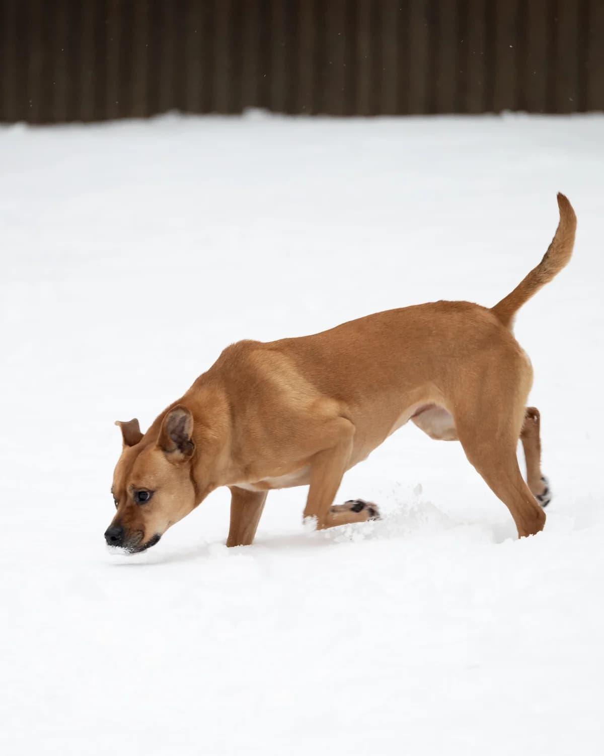 Cuki, female Mixed Breed for adoption at Tierheimhelden — photo 3 of 7