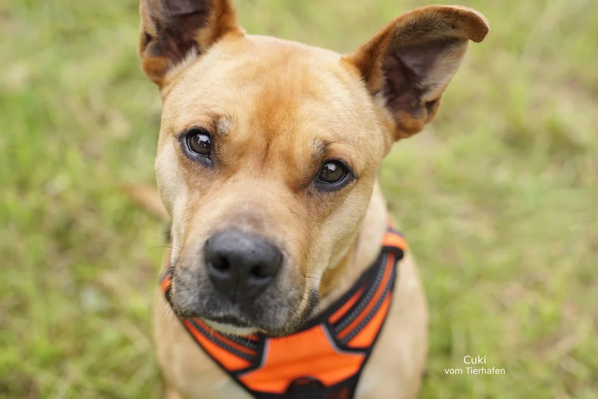 Cuki, female Mixed Breed for adoption at Tierheimhelden — photo 4 of 7