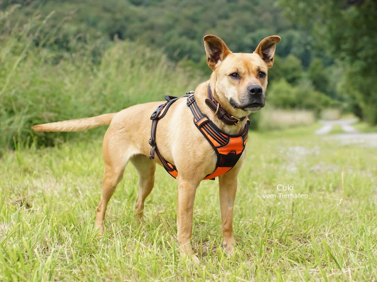 Cuki, female Mixed Breed for adoption at Tierheimhelden — photo 5 of 7