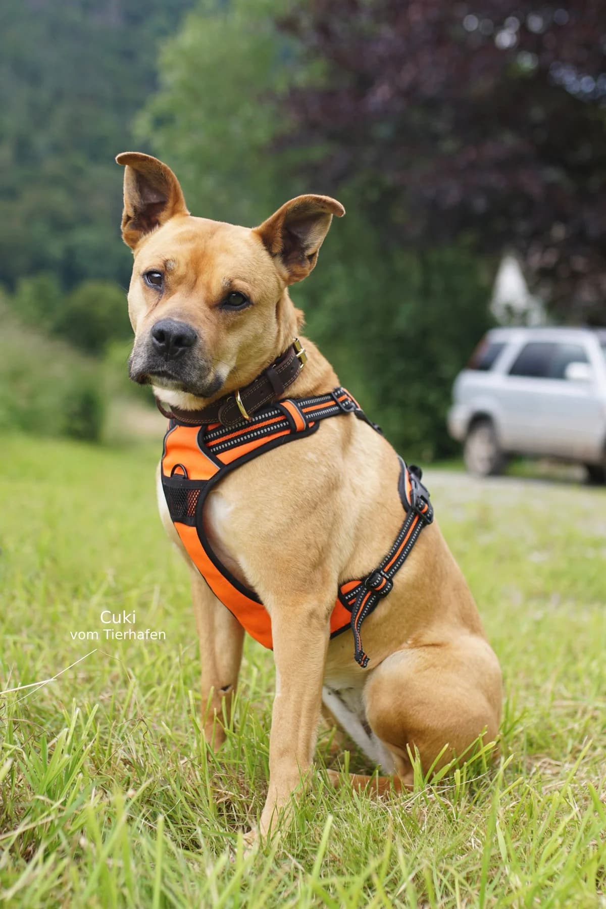Cuki, female Mixed Breed for adoption at Tierheimhelden — photo 6 of 7