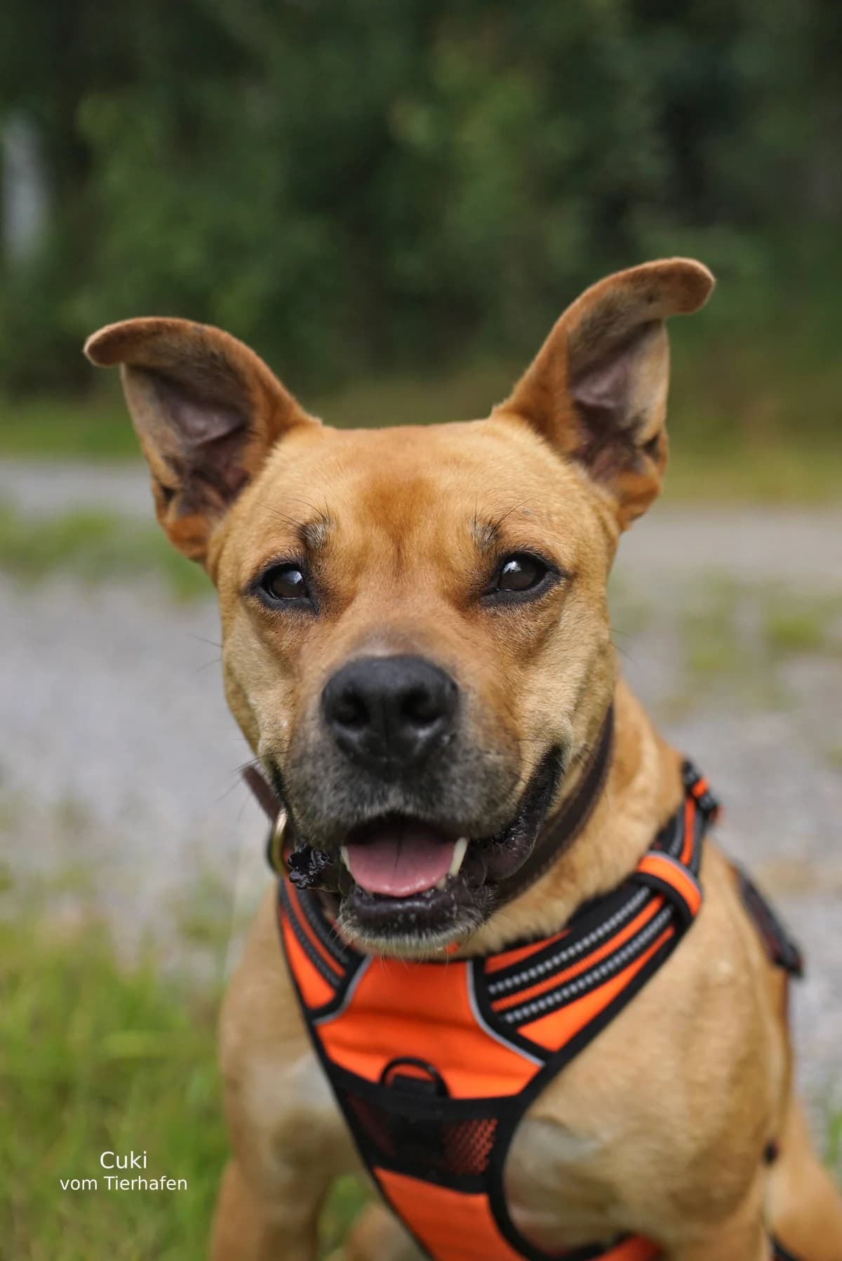 Cuki, female Mixed Breed for adoption at Tierheimhelden — photo 7 of 7