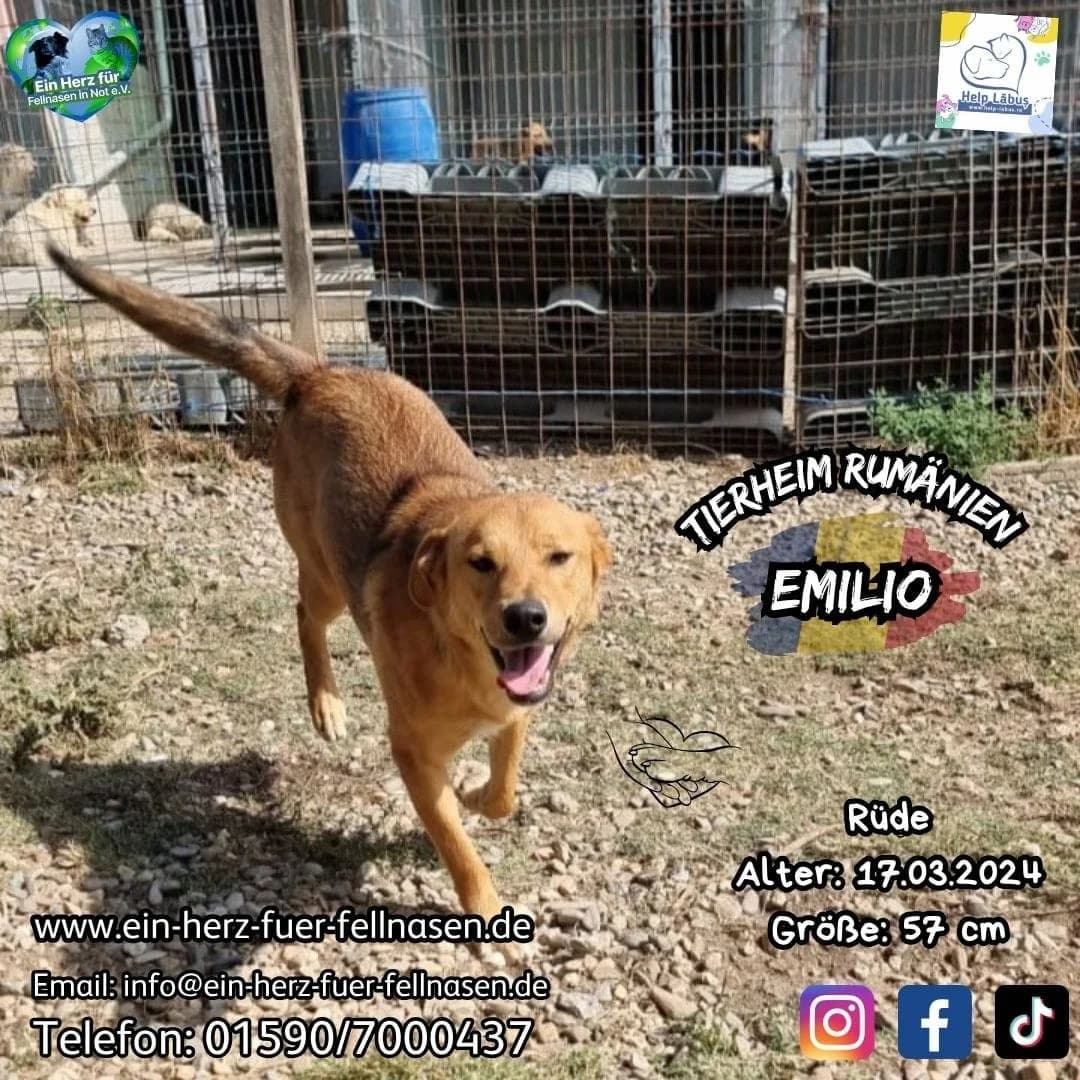 Emilio, male Mixed Breed for adoption at Tierheimhelden