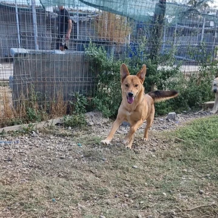 Emilio, male Mixed Breed for adoption at Tierheimhelden — photo 2 of 11
