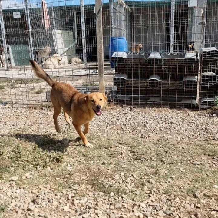 Emilio, male Mixed Breed for adoption at Tierheimhelden — photo 3 of 11