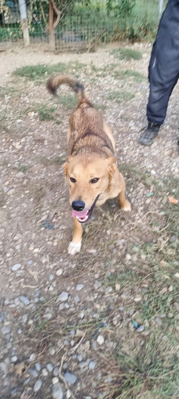 Emilio, male Mixed Breed for adoption at Tierheimhelden — photo 4 of 11