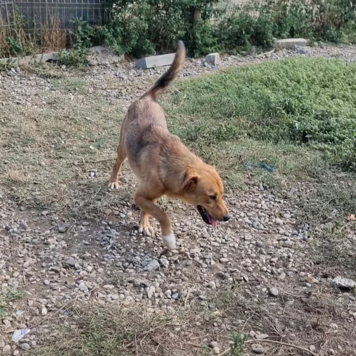 Emilio, male Mixed Breed for adoption at Tierheimhelden — photo 5 of 11