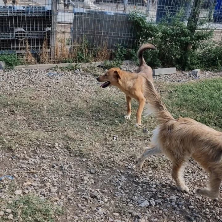 Emilio, male Mixed Breed for adoption at Tierheimhelden — photo 6 of 11