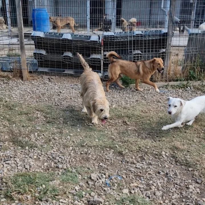 Emilio, male Mixed Breed for adoption at Tierheimhelden — photo 7 of 11