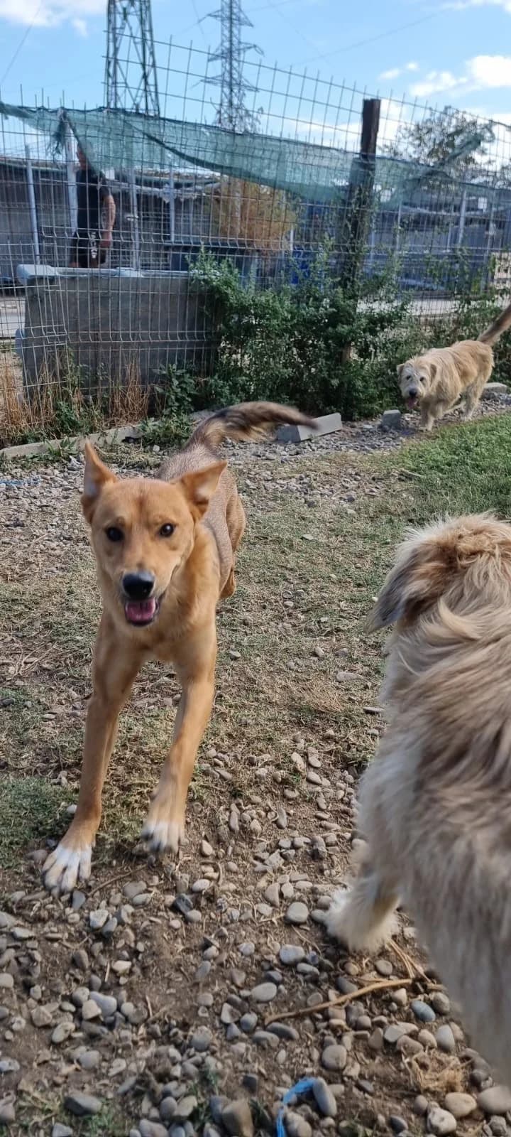 Emilio, male Mixed Breed for adoption at Tierheimhelden — photo 8 of 11