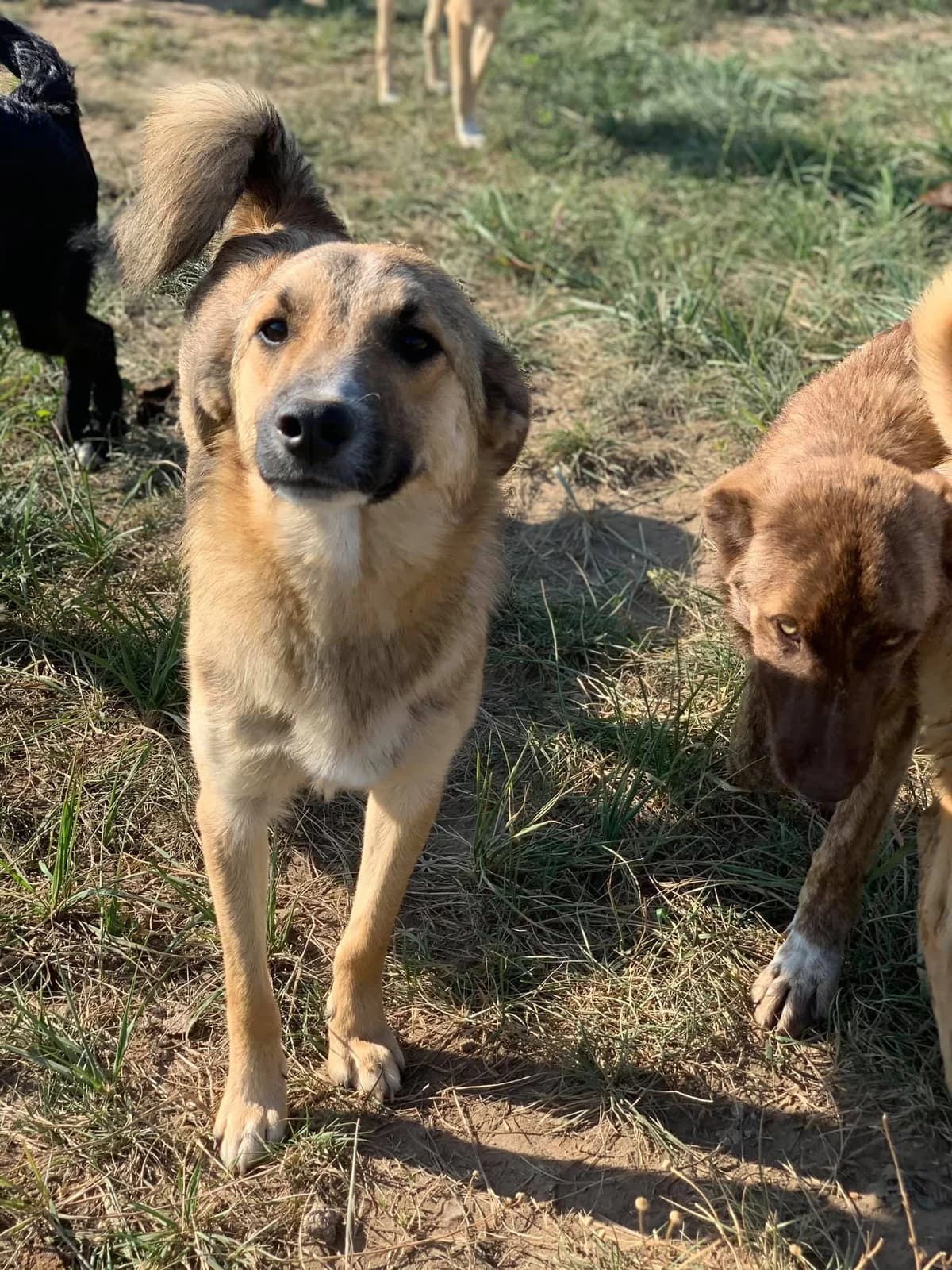 Cisco, male Mixed Breed for adoption at Tierheimhelden