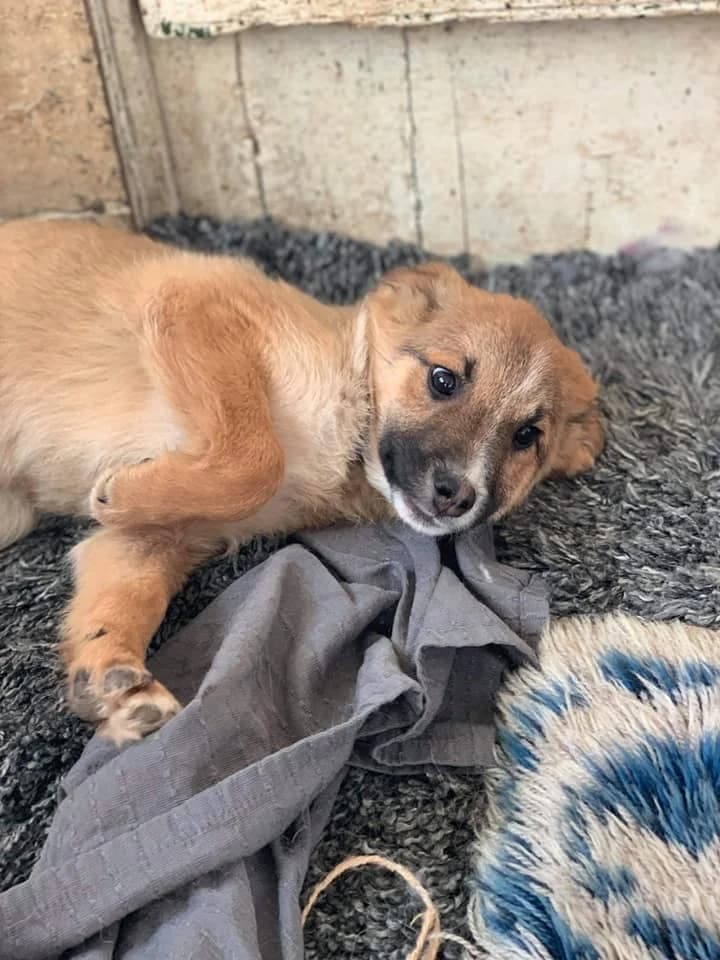 Cisco, male Mixed Breed for adoption at Tierheimhelden — photo 2 of 21