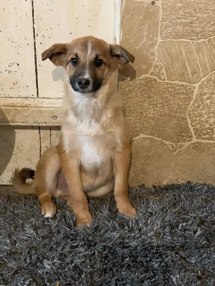 Cisco, male Mixed Breed for adoption at Tierheimhelden — photo 3 of 21