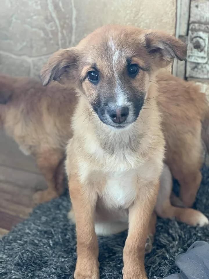 Cisco, male Mixed Breed for adoption at Tierheimhelden — photo 4 of 21