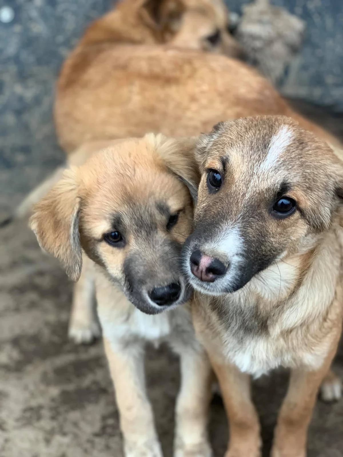 Cisco, male Mixed Breed for adoption at Tierheimhelden — photo 5 of 21