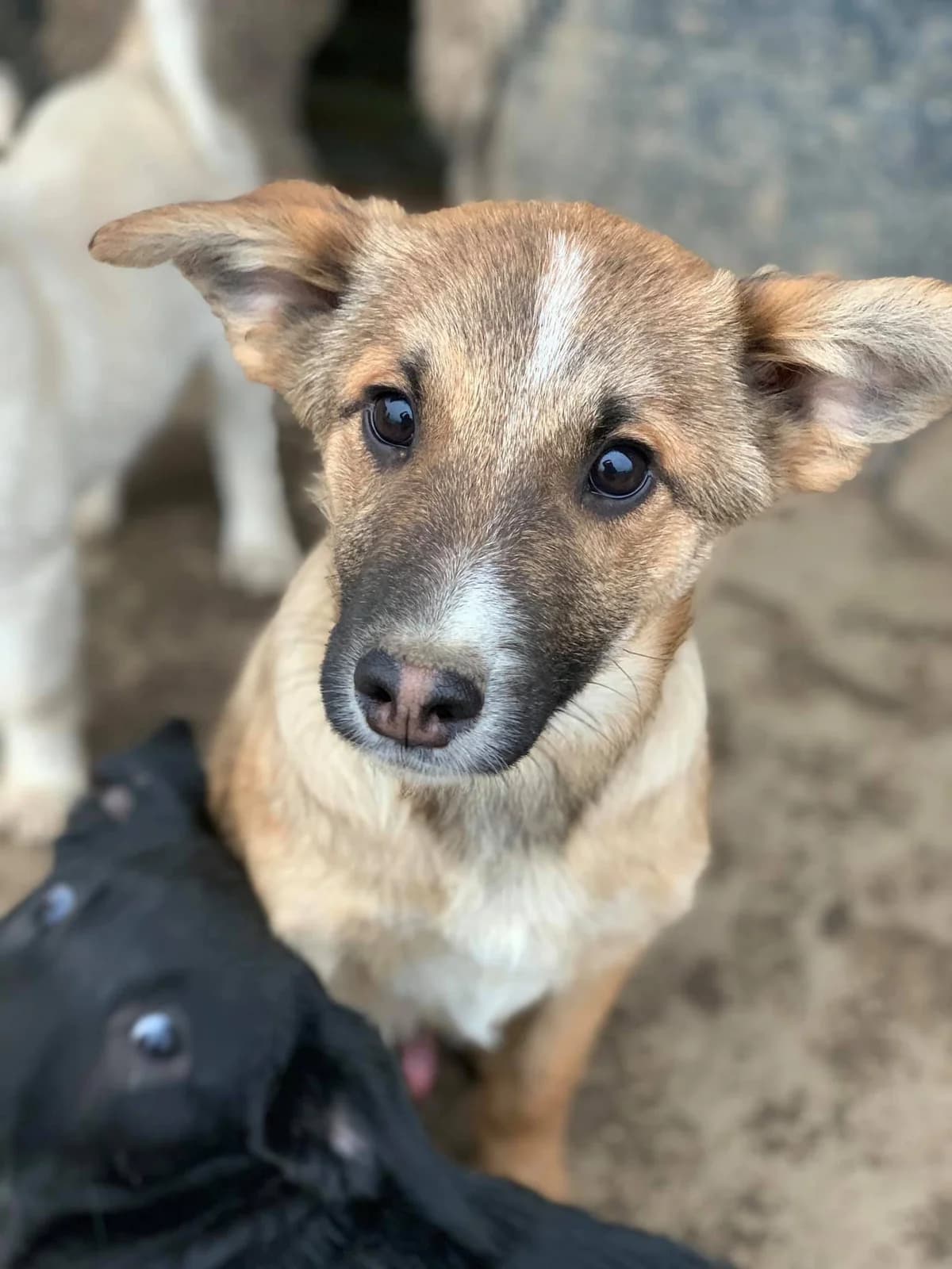 Cisco, male Mixed Breed for adoption at Tierheimhelden — photo 6 of 21