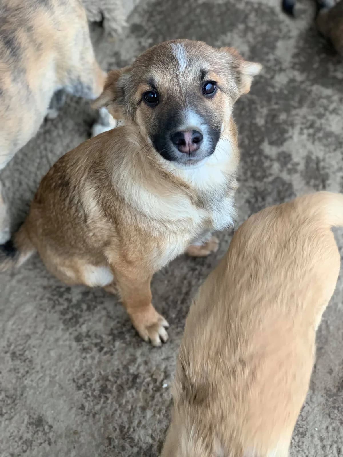 Cisco, male Mixed Breed for adoption at Tierheimhelden — photo 7 of 21