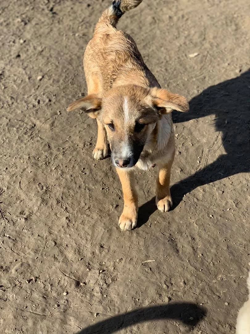 Cisco, male Mixed Breed for adoption at Tierheimhelden — photo 8 of 21