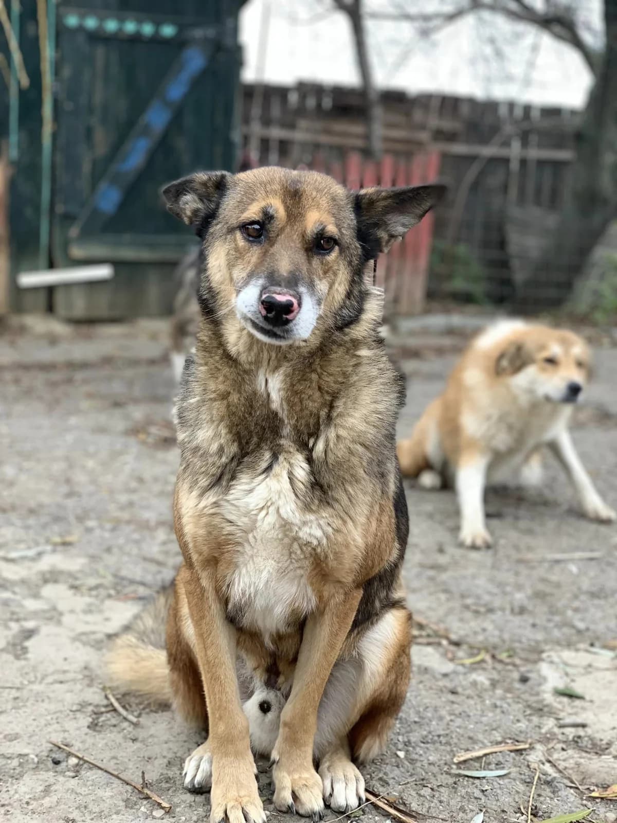 Bobby, male German Shepherd for adoption at Tierheimhelden