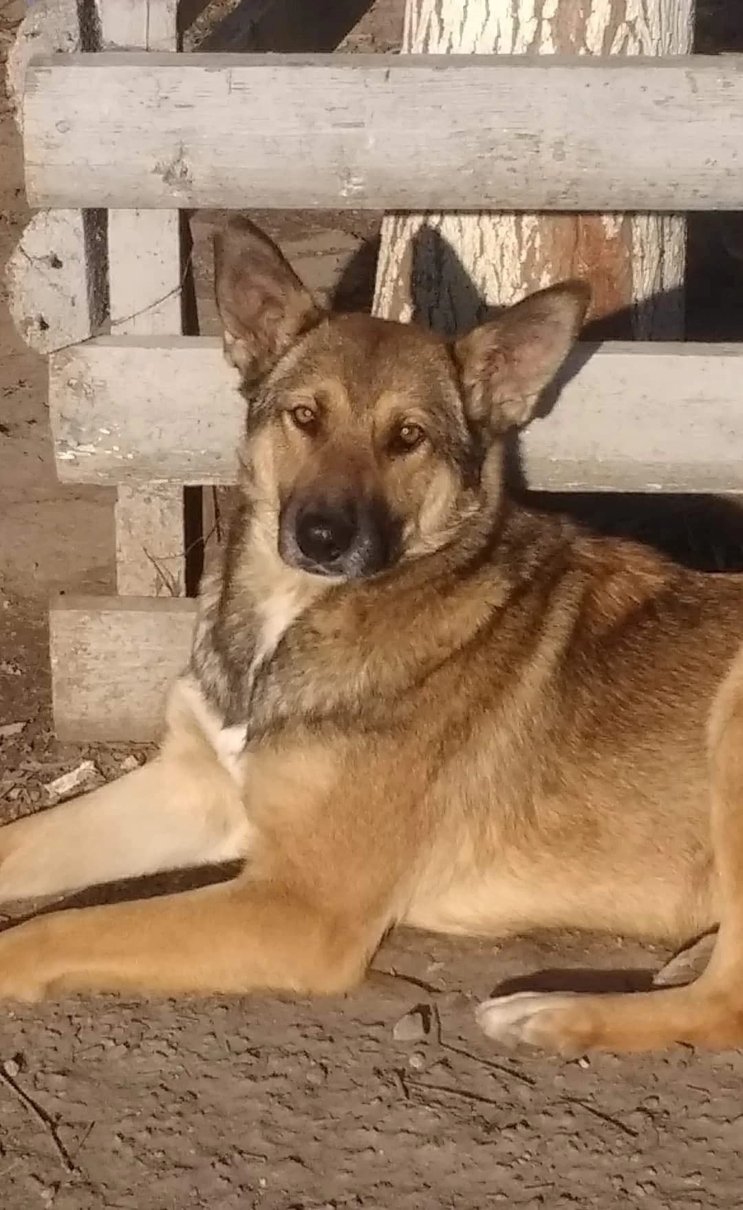 Bobby, male German Shepherd for adoption at Tierheimhelden — photo 2 of 21