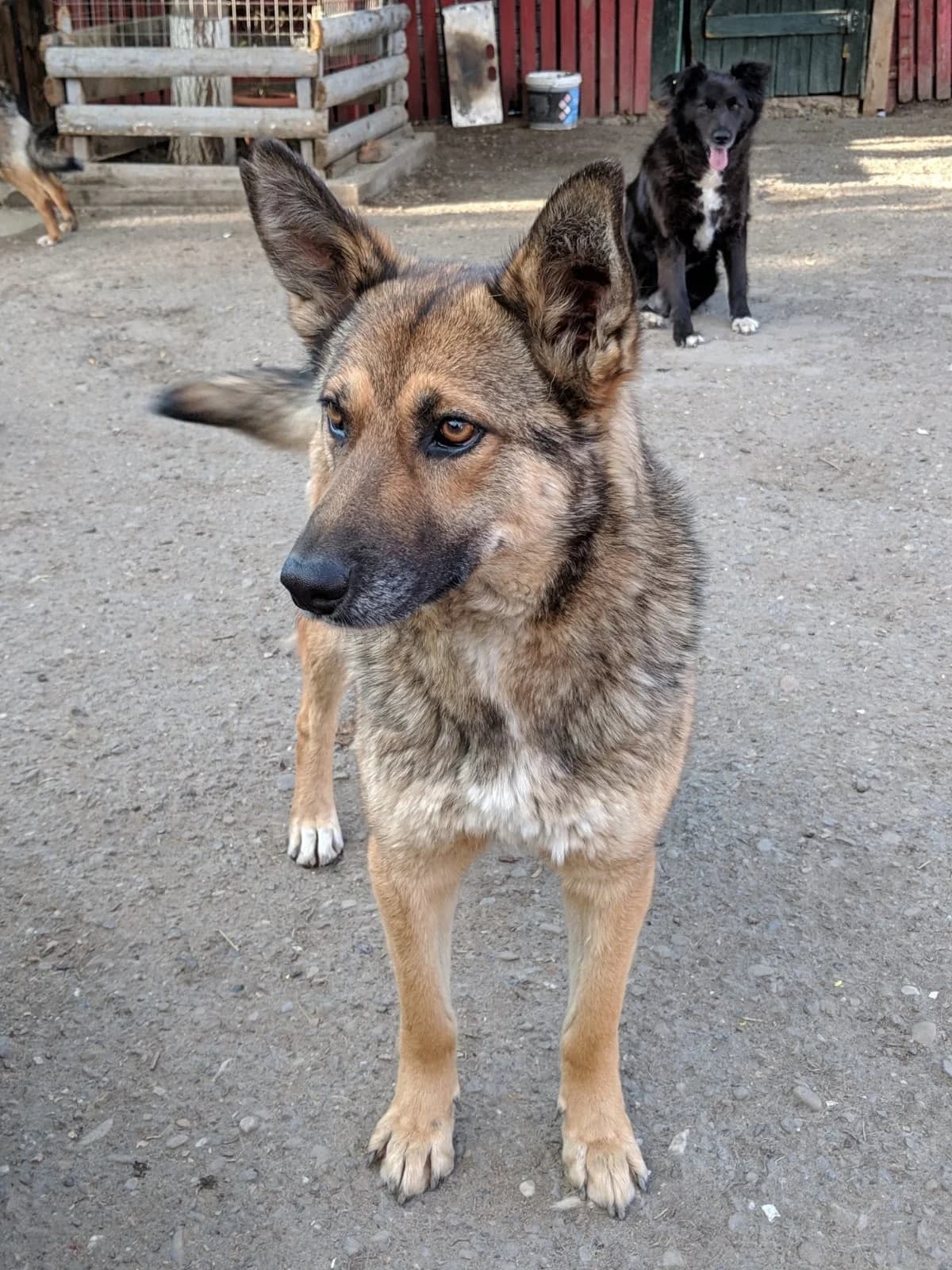 Bobby, male German Shepherd for adoption at Tierheimhelden — photo 3 of 21
