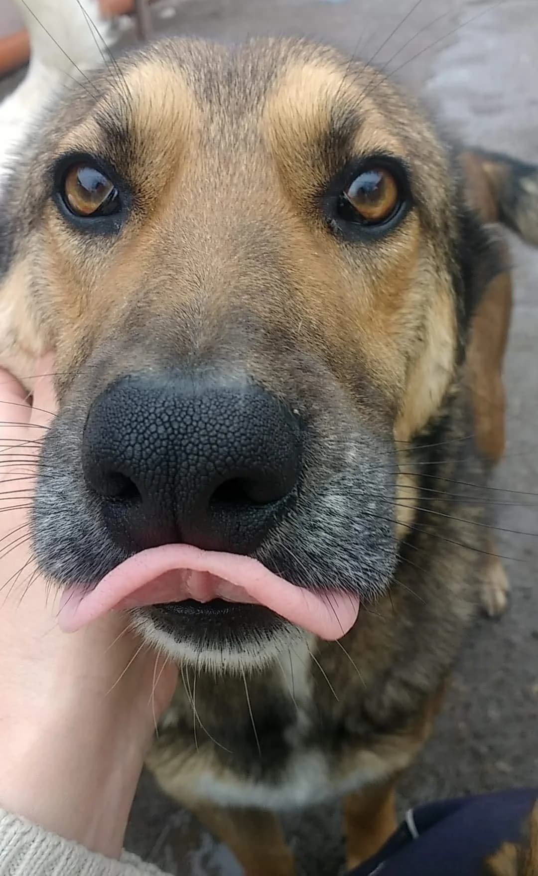 Bobby, male German Shepherd for adoption at Tierheimhelden — photo 4 of 21