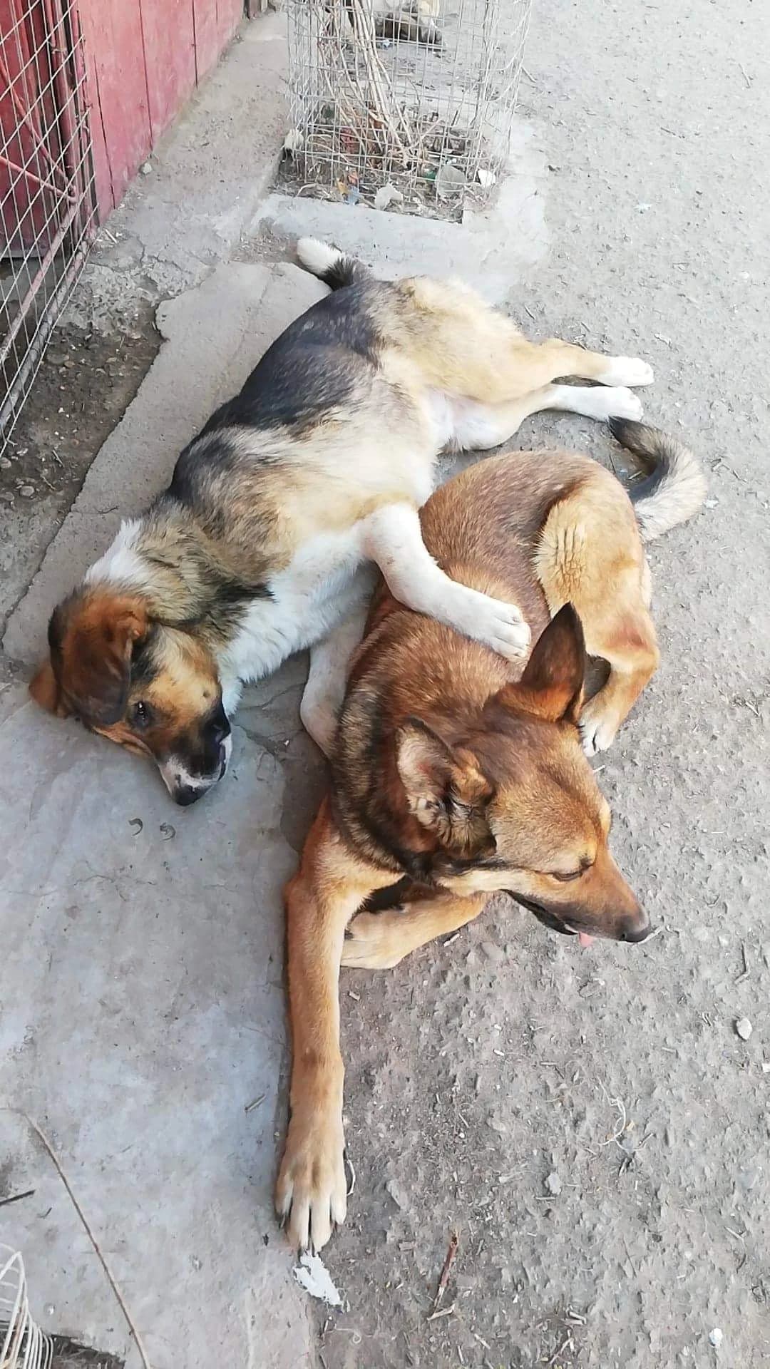 Bobby, male German Shepherd for adoption at Tierheimhelden — photo 5 of 21