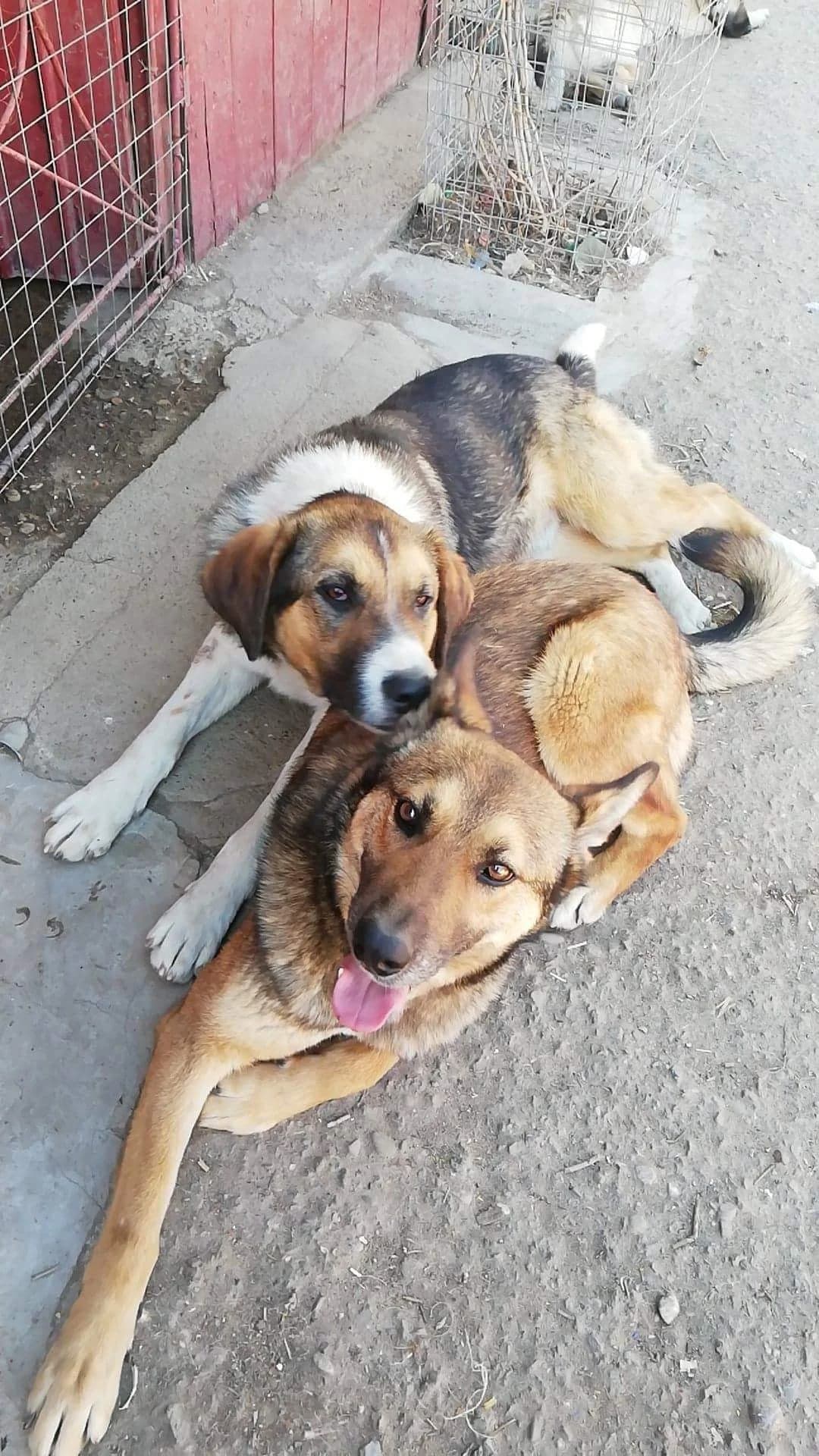 Bobby, male German Shepherd for adoption at Tierheimhelden — photo 6 of 21