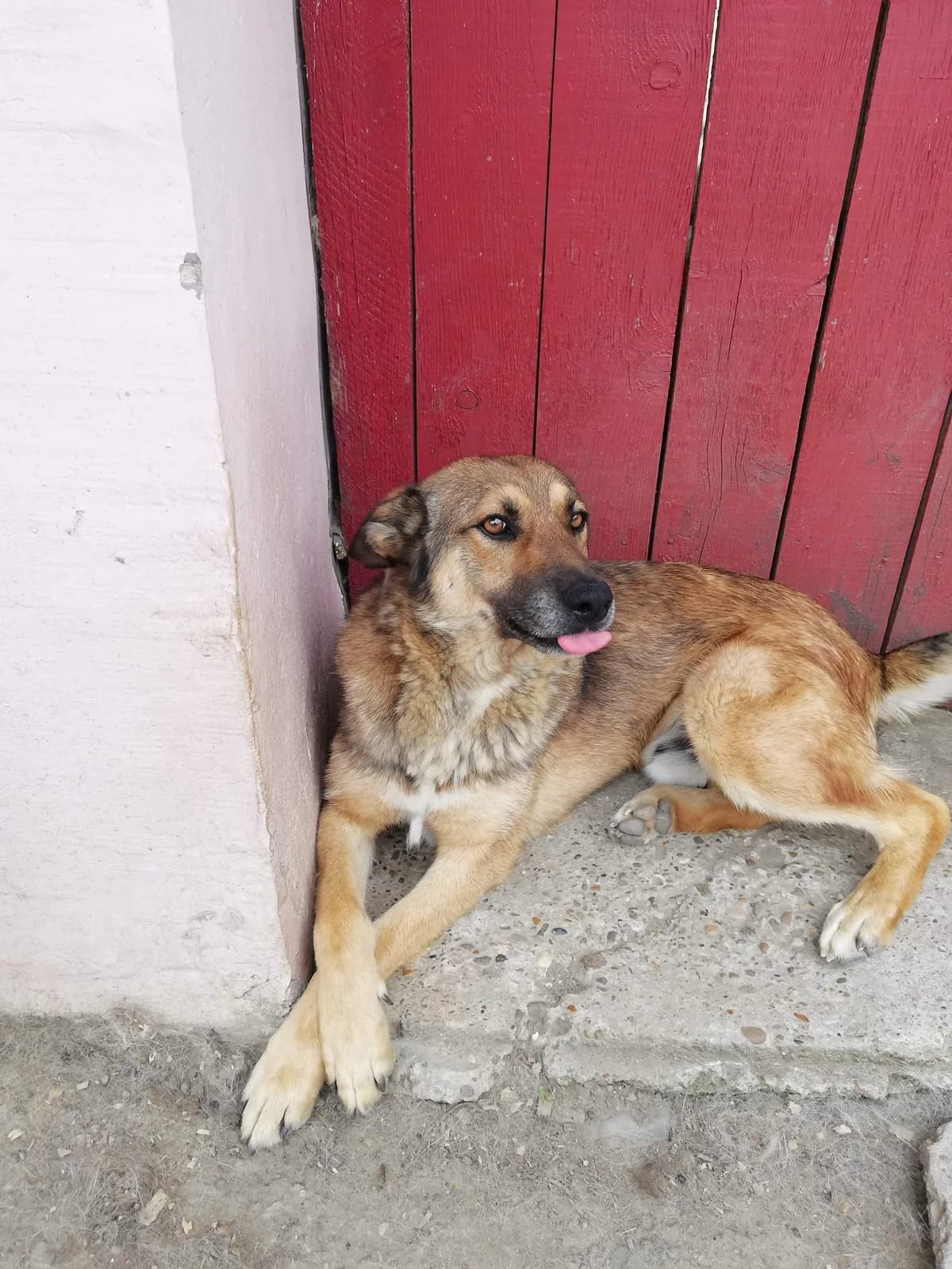 Bobby, male German Shepherd for adoption at Tierheimhelden — photo 7 of 21