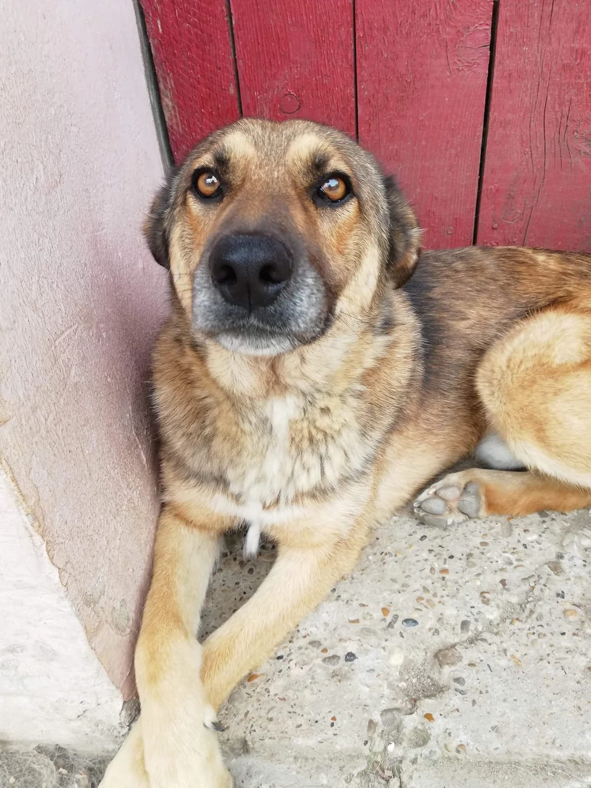 Bobby, male German Shepherd for adoption at Tierheimhelden — photo 8 of 21
