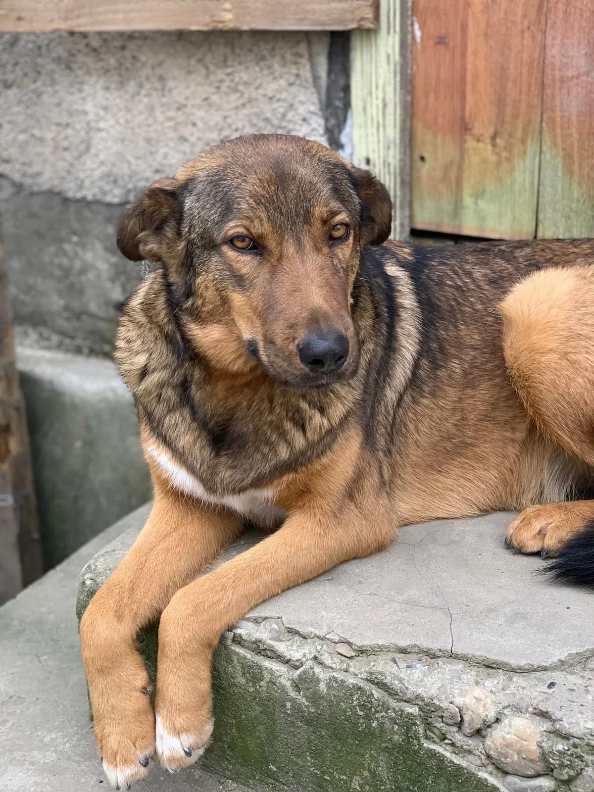 Sina, female Mixed Breed for adoption at Tierheimhelden