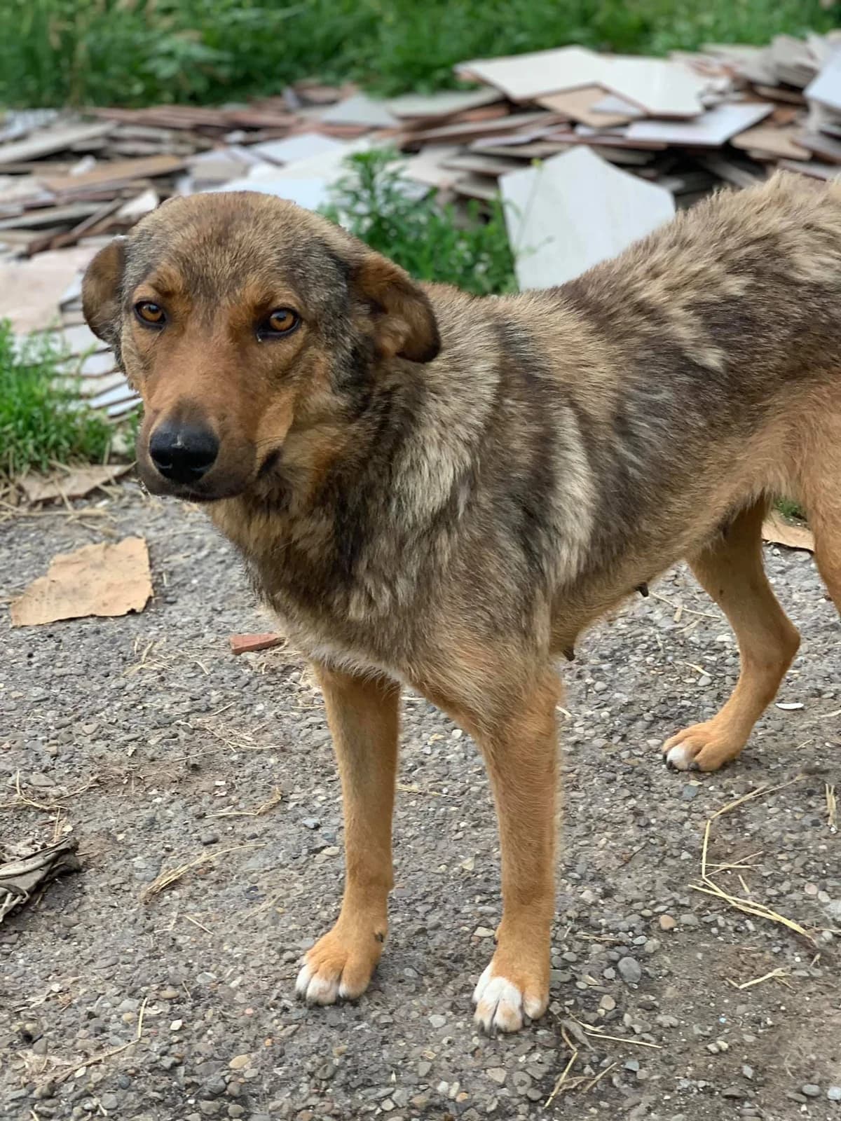 Sina, female Mixed Breed for adoption at Tierheimhelden — photo 2 of 10