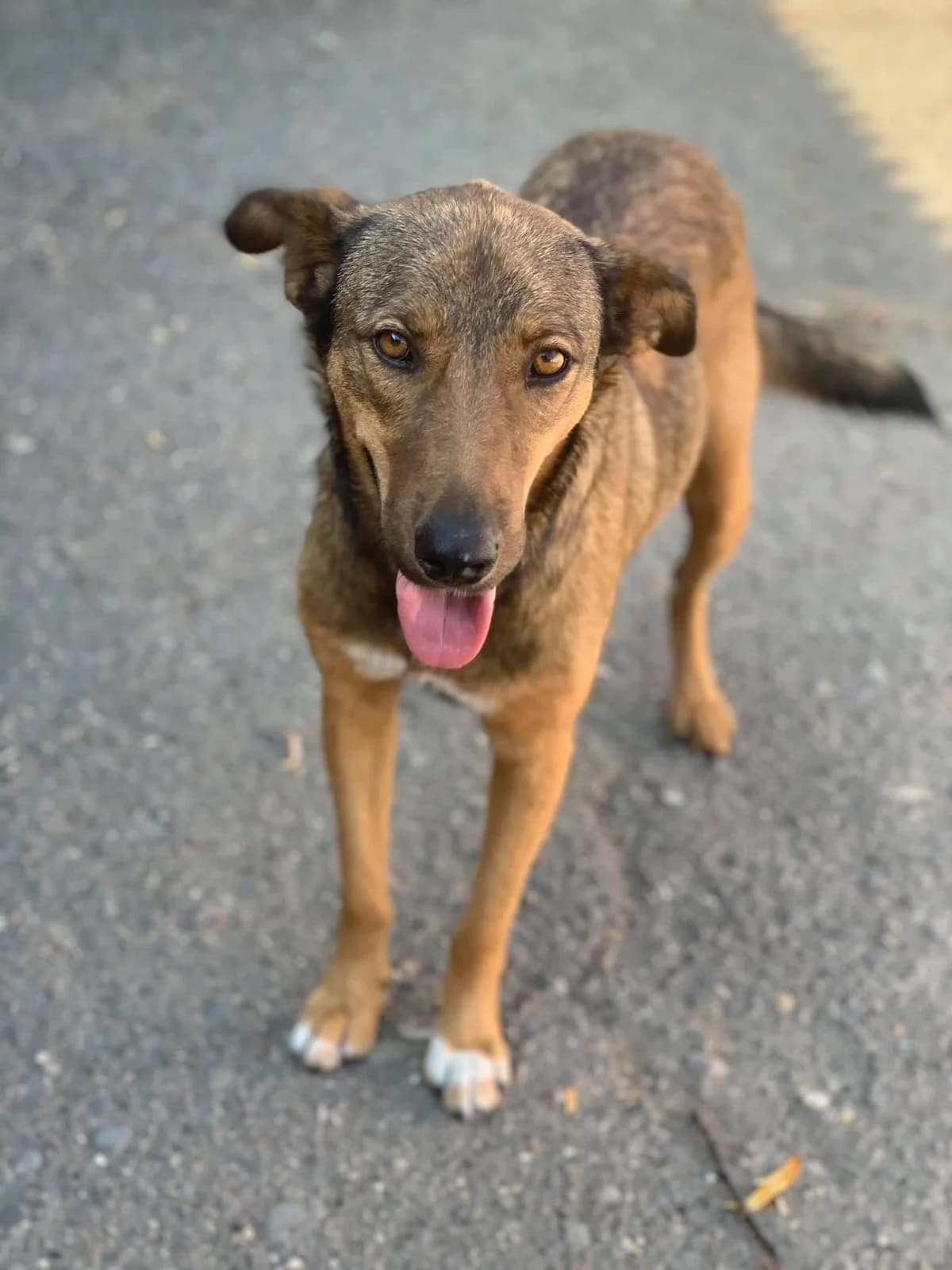 Sina, female Mixed Breed for adoption at Tierheimhelden — photo 3 of 10