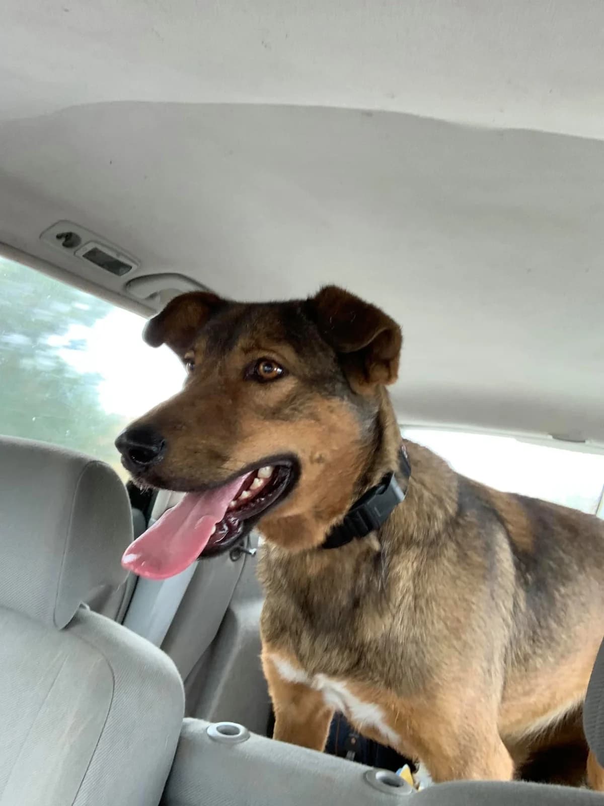 Sina, female Mixed Breed for adoption at Tierheimhelden — photo 4 of 10