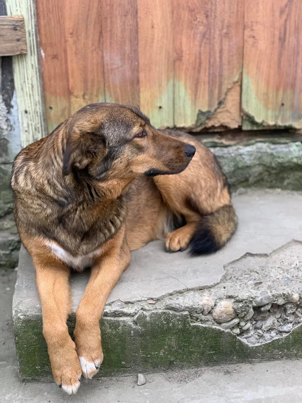 Sina, female Mixed Breed for adoption at Tierheimhelden — photo 6 of 10