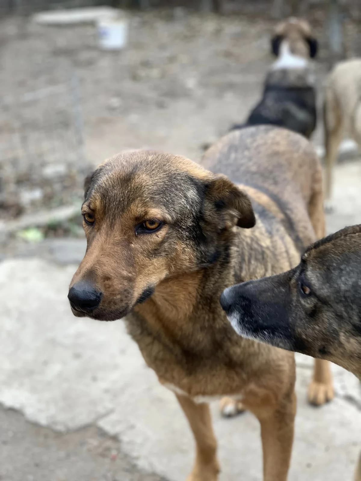 Sina, female Mixed Breed for adoption at Tierheimhelden — photo 8 of 10