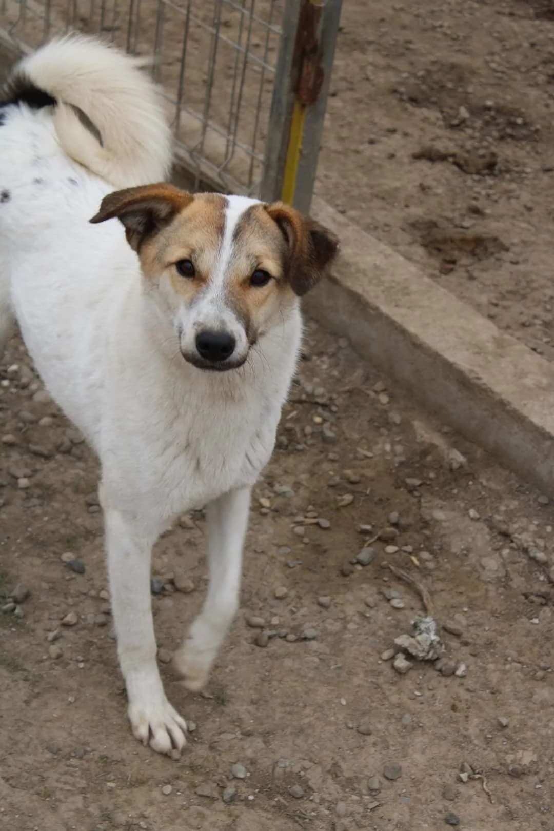 Bounty, female Mixed Breed for adoption at Tierheimhelden