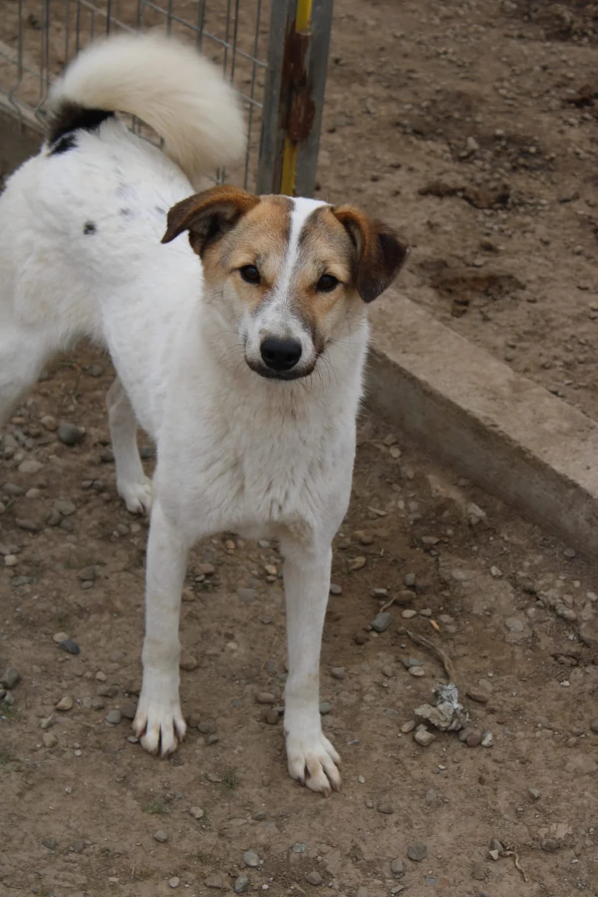 Bounty, female Mixed Breed for adoption at Tierheimhelden — photo 2 of 11